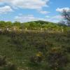 Blandas (30)_Causse de Blandas_Cromlech Lacalm de Peyrarines