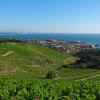 Vignes 02