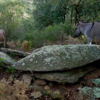 Argelès_Dolmen de Sant Pere dels Forquets