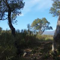 Agullana_Menhir del Mas Puig