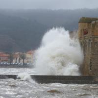 Llevants à Collioure 07