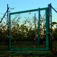 Portes de vignes 07