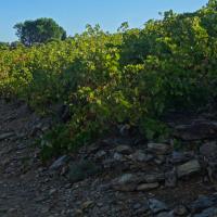 Collioure_Fort Saint-Elme 02