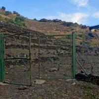 Portes de vignes 15