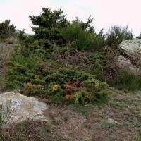 Saint-Marsal_Dolmen de l'Oratori