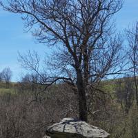 Enveitg_Dolmen de Brangoly ou d'en Caballer