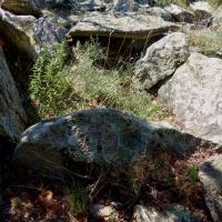 Tarerach_Dolmen du Mas Lieussanes II