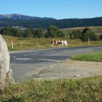 Eyne_Menhir del Coll de la Perxa I