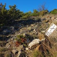 Borne 555-Pla de la Pastera (Maureillas-La Vajol)