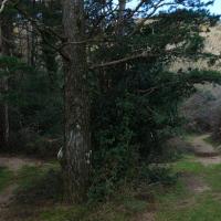 Borne 562-Coll de Portell (Maureillas-Agullana)