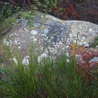 Borne 582-Coll Forcat-Pic de Llobregat (Le Perthus-La Jonquera)