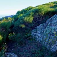 Borne 594-Coll del Teixo (Banyuls-Rabos)