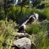 La Jonquera_Dolmen dels Pedreguers