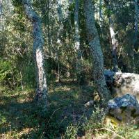 Maçanet de Cabrenys_Dolmen de Can Vinyes