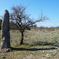 La Vacquerie-et-Saint-Martin-de-Castries (34)_Menhir du Coulet I