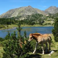 Lacs du Carlit 09