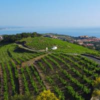 Vignes à Collioure