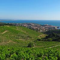 Vignes à Collioure