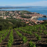 Vignes à Collioure