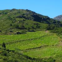 Vignes à Collioure