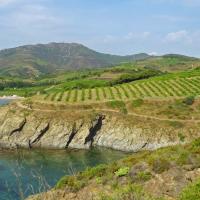 Vignoble du cru Banyuls-Collioure