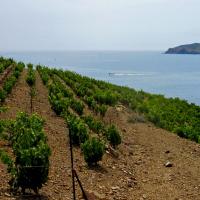 Vignoble du cru Banyuls-Collioure
