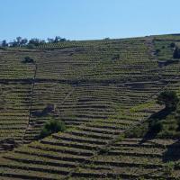 Vignoble du cru Banyuls-Collioure
