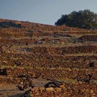 Vignoble du cru Banyuls-Collioure