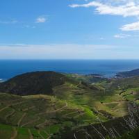 Vignoble du cru Banyuls-Collioure
