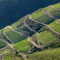Vignoble du cru Banyuls-Collioure