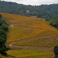 Vignoble du cru Banyuls-Collioure