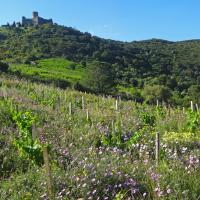 Vignoble du cru Banyuls-Collioure