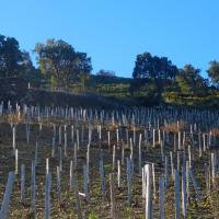 Vignoble du cru Banyuls-Collioure