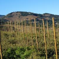 Vignoble du cru Banyuls-Collioure