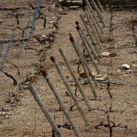Vignoble du cru Banyuls-Collioure