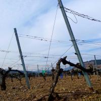 Vignoble du cru Banyuls-Collioure