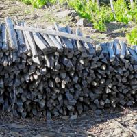 Vignoble du cru Banyuls-Collioure