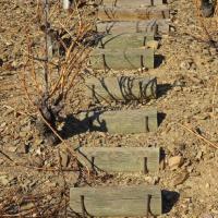 Vignoble du cru Banyuls-Collioure