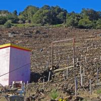 Vignoble du cru Banyuls-Collioure