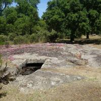 Goni (provincia di Calgliari)_Pranu Muttedu_Domus de Janas