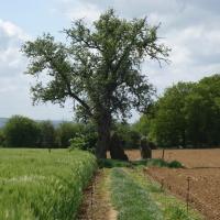 Oppagne (Durbuy, province du Luxembourg)_Trois menhirs d'Oppagne