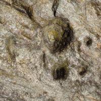 Vilajuïga_Inscultures de Planells