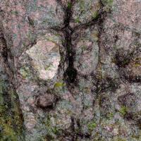 Vilajuïga_Inscultures de Planells