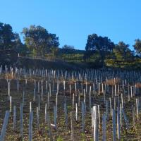 Vignes_"estaques" en châtaignier