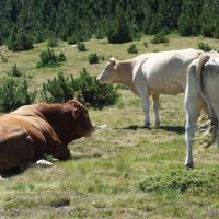 Lacs du Carlit 17